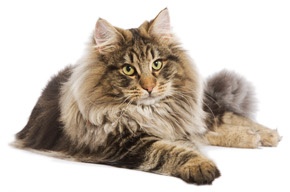 cat02 1