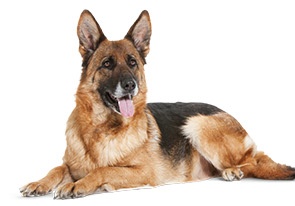 dog02 1